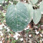 Desmodium intortum Leaf