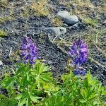 Lupinus nootkatensis Cvijet