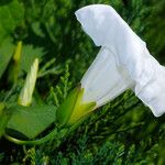 Calystegia silvatica 花