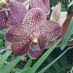 Vanda coerulescens Flors