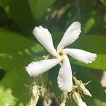 Trachelospermum jasminoidesBloem