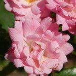 Rosa abietina その他の提案