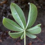 Ceiba pentandra 葉