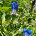 Gentiana calycosa Habit