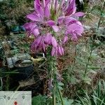 Cleome spinosaफूल