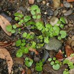 Cardamine oligosperma Habitat