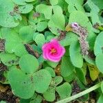 Oxalis purpurea Flower