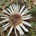 Carlina acaulisFlor