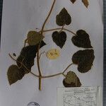 Clematis buchananiana Други