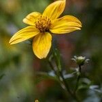 Bidens bipinnata Flor