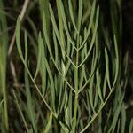 Lomatium triternatum Leaf