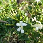 Turraea mombassana Συνήθη χαρακτηριστικά