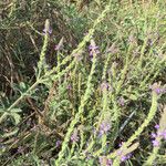 Verbena lasiostachys Yeri