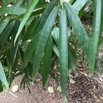 Phyllostachys viridiglaucescens Blad