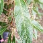 Acacia leprosa ഇല