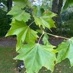 Platanus × hispanicaYaprak