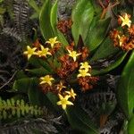 Argophyllum ellipticum Flower