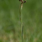 Luzula campestrisFlower