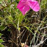Dianthus alpinus Floare