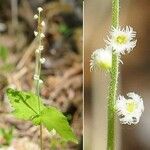 Mitella diphylla Flor