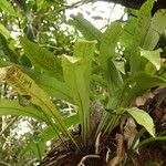 Asplenium africanum Elinympäristö