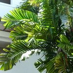 Ptychosperma macarthurii Hoja
