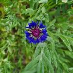 Centaurea depressaBlomma