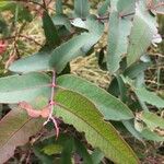 Eucalyptus nitens Foglia