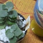 Kalanchoe millotii برگ