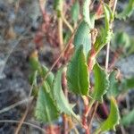 Rumex roseus Liść