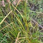 Scirpus cyperinus Bark