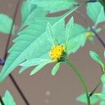 Bidens frondosaFlower