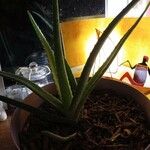 Aloe vera برگ