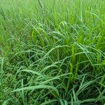 Glyceria fluitans Hàbitat