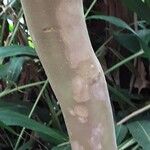 Psidium cattleyanum Corteza