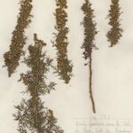 Artemisia chamaemelifolia Buveinė