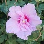 Hibiscus syriacus Kukka