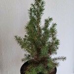 Picea glauca موطن