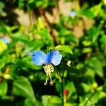 Commelina communis Flor