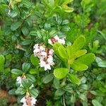 Vaccinium vitis-idaea Floare