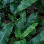 Heliconia stricta Leaf