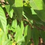 Annona squamosa Leaf