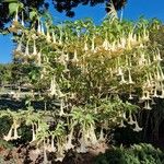 Brugmansia suaveolensKwiat