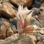 Astragalus monoensis Blüte