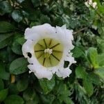 Solandra grandiflora Cvet