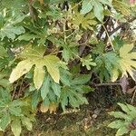 Fatsia japonica ഇല