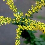 Solidago rugosa Hábito