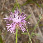 Centaurea arrigonii