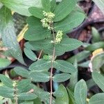 Euphorbia hypericifolia Blatt