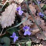 Viola odorata Blüte